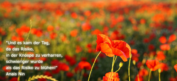 bluehende Mohnblumen, Hypnosepsychotherapie